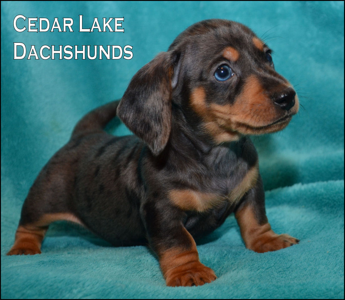 baby dachshund for sale